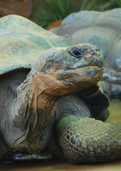 Galápagos Tortoise photo