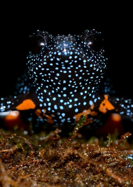 Galaxy Frog