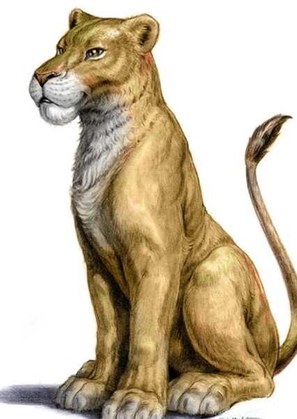 Galena (The Wild)