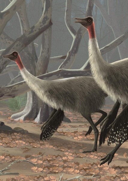 Gallimimus photo