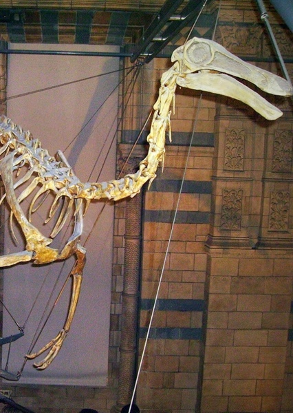 Gallimimus photo