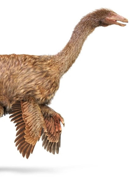 Gallimimus photo