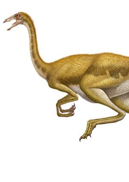 Gallimimus photo