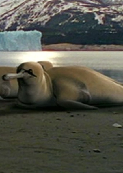 Gannetwhale