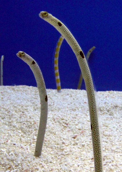 Garden Eel