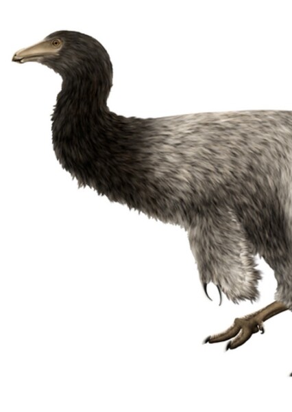 Garudimimus
