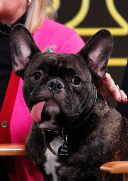 gary the dog