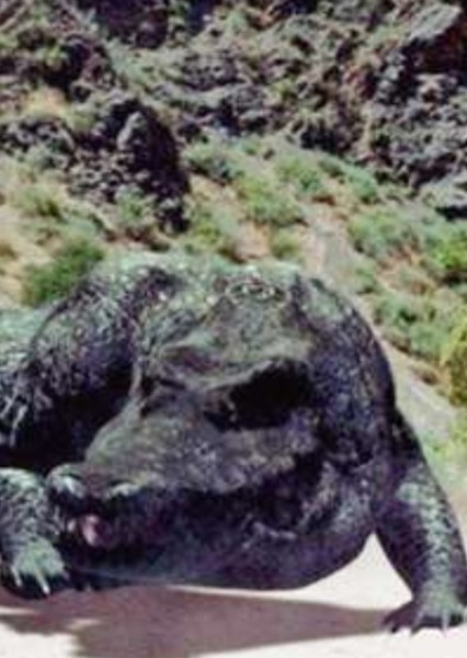 Gatoroid