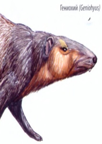 Geniohyus
