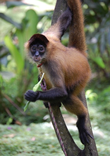 Geoffroy's Spider Monkey