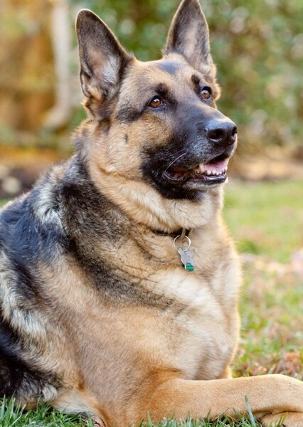 German Shepard as The Prince in If Disney characters (30's-60's) were animals