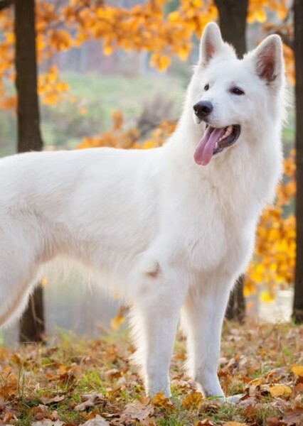 German Shepard