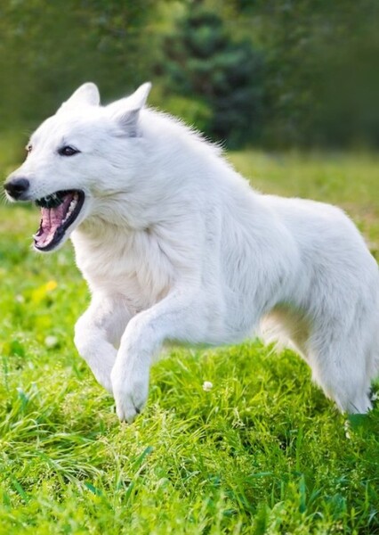 German Shepard photo