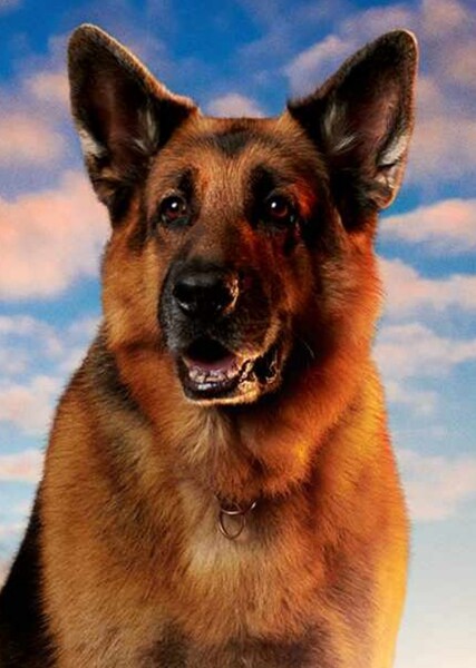 German Shepard photo