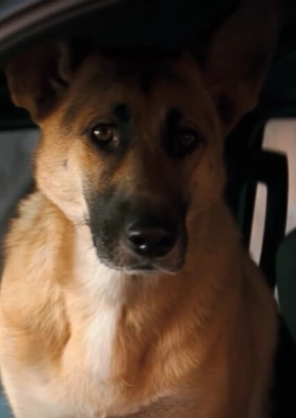German Shepard