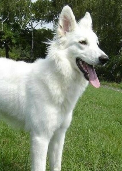 German Shepherd photo