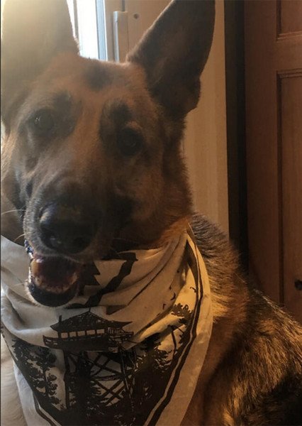 German Shepherd photo