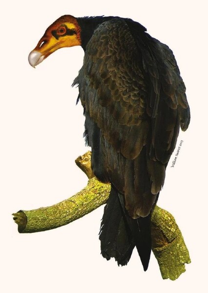 Geronogyps Reliquus