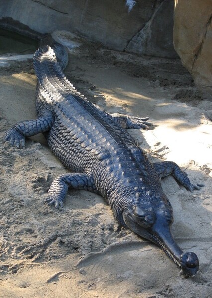 Gharial