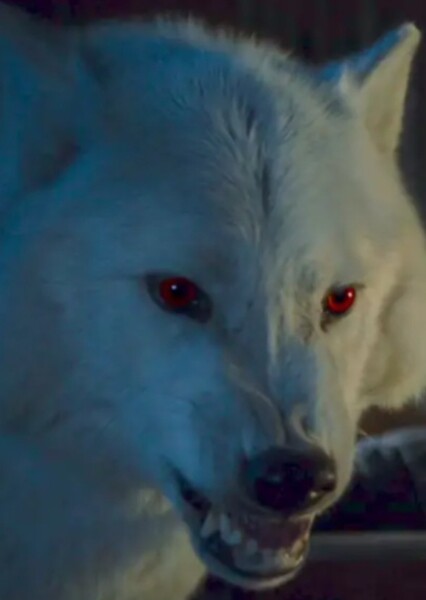 Ghost (Game of Thrones) photo