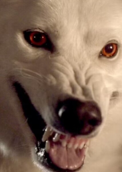 Ghost (Game of Thrones) photo