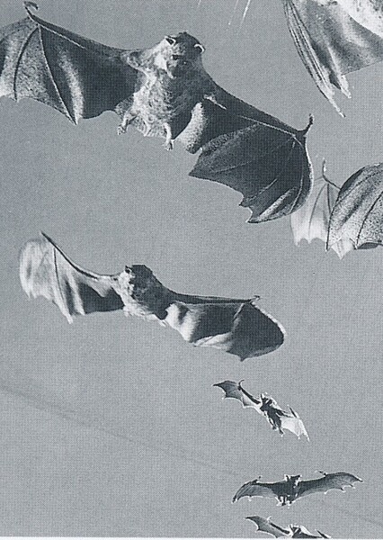 Hollow Earth Bats