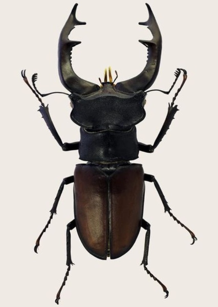 Giant Beetle photo