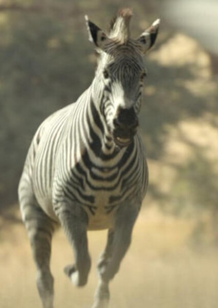 Giant Cape Zebra
