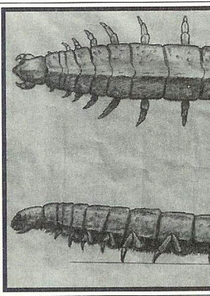 Giant Centipede photo