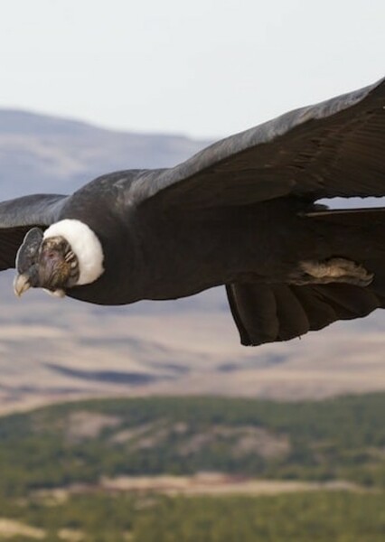 Giant Condor photo