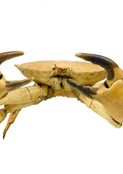 Giant Crab (The Mysterious Island) photo