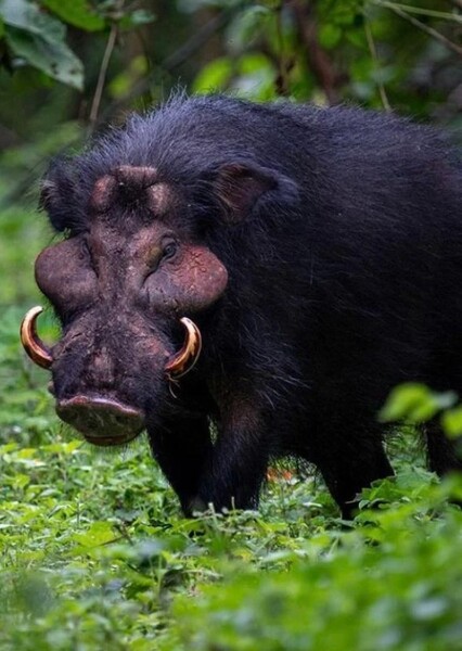 Giant forest hog photo