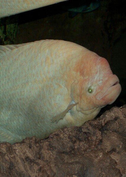 Giant Gourami