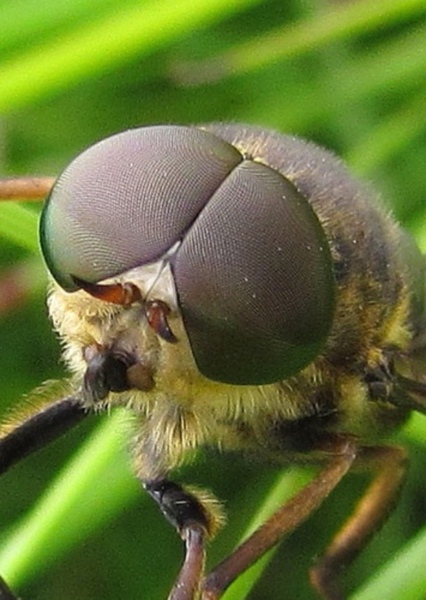 Giant Horse Fly