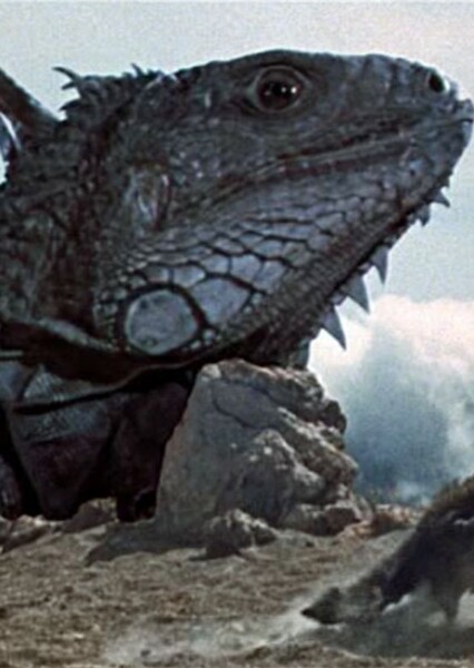 Giant Iguana