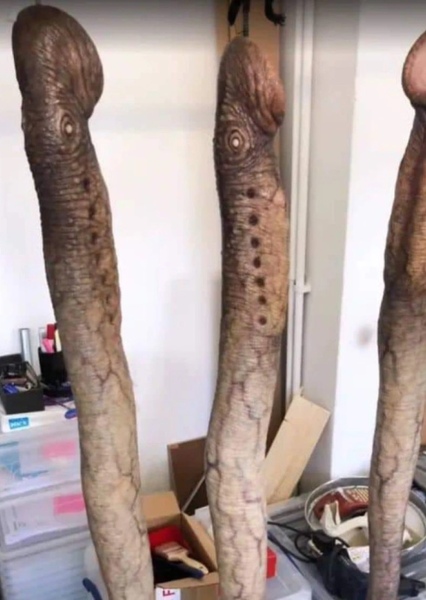 Giant Lamprey photo