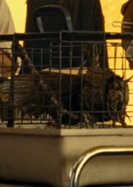 Giant Locust photo