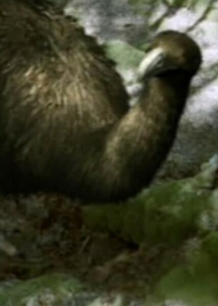 Giant Moa photo