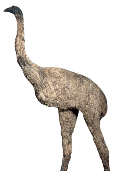 Giant Moa photo