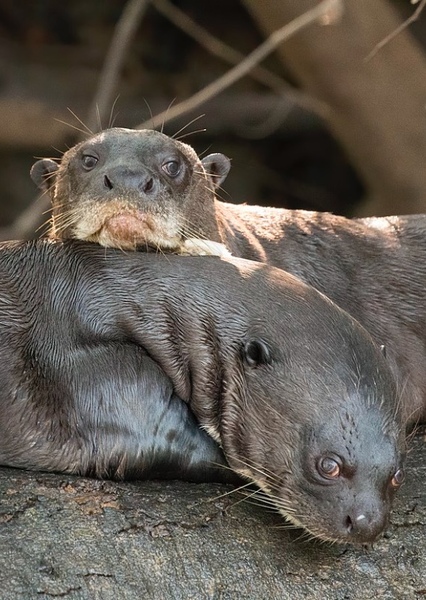 Giant Otter