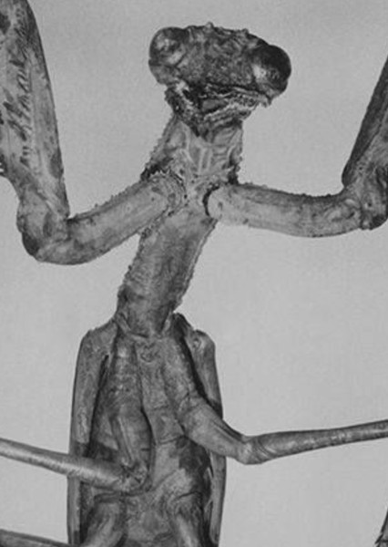 Giant Praying Mantis photo