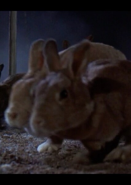 Giant Rabbits (Night of the Lepus)