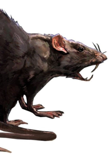 Giant Rat photo