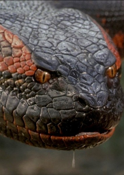 Giant Snake photo