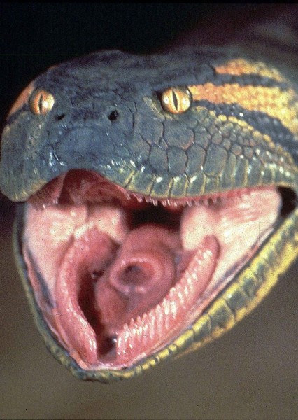 Giant Snake photo