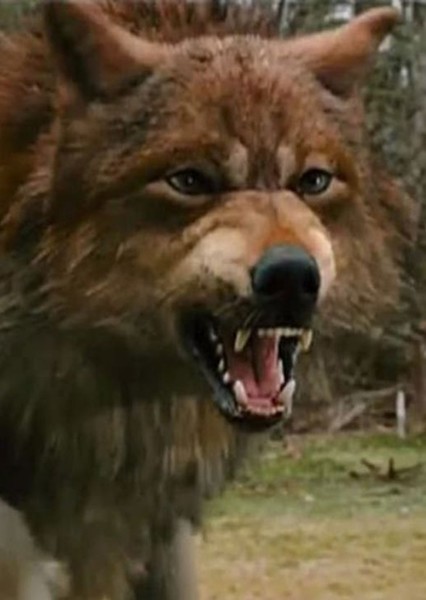 Giant Wolf photo