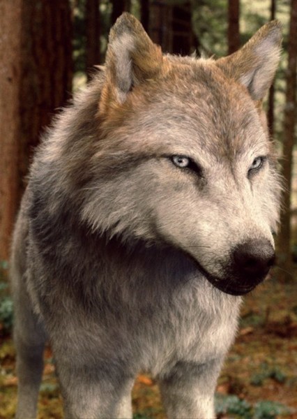 Giant Wolf photo