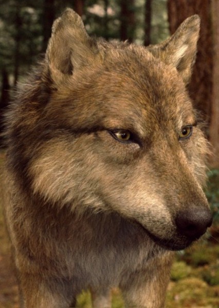 Giant Wolf photo