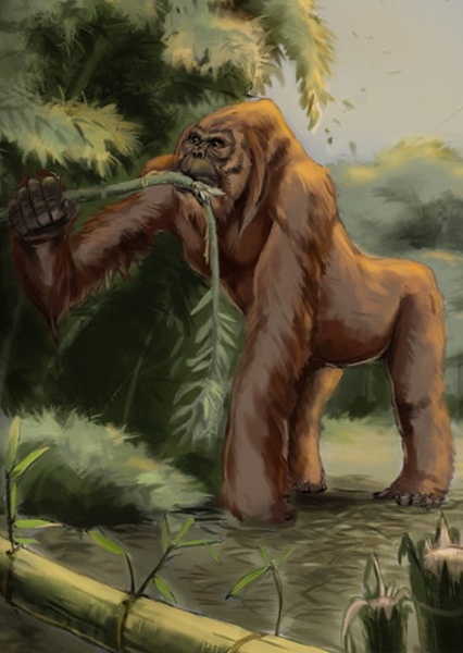 Gigantopithecus photo