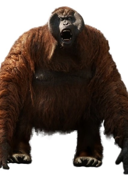 Gigantopithecus photo